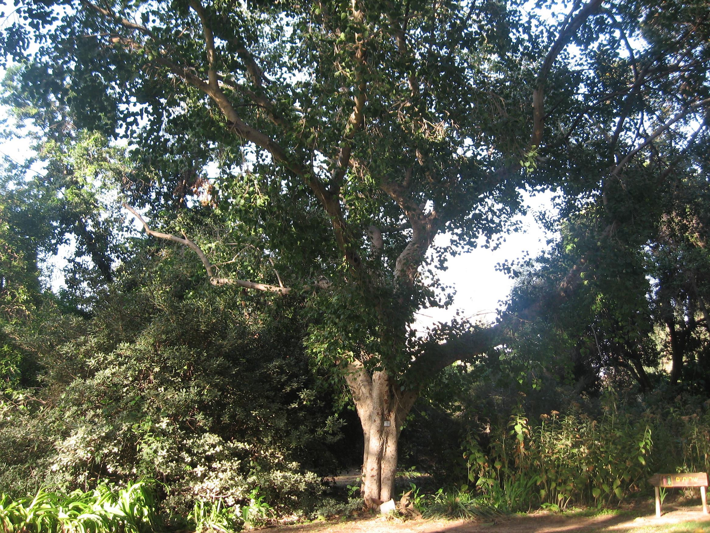 ficus religiosa